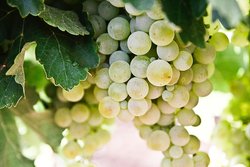 Domaine des Coltabards