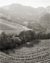 Cain Vineyard & Winery