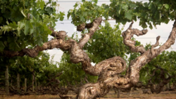 Kaesler Wines