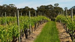 Clare Wine Co. 