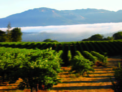 Laurel Glen Vineyard