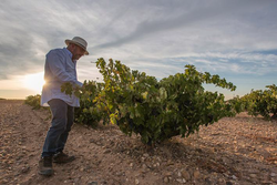 Bodegas Ordóñez