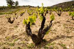 Vinos Aurelio García - Alto Horizonte