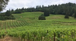 Storybook Mountain Vineyards