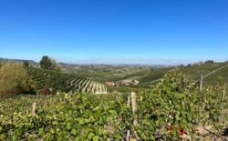 Cordero Mario Winery