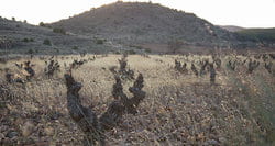 Bodegas Breca