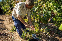 Bodegas y Viñedos Ilurce