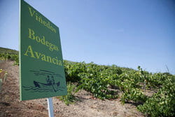 Bodegas Avancia