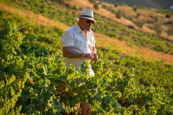 Bodegas Jorge Ordóñez Málaga