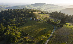 Ernest Vineyards