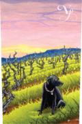 Violet's Paradise - Zinfandel Monte Rosso Sonoma County - Label