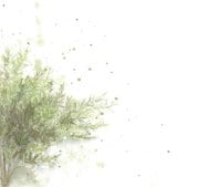 Kinero Cellars - Chardonnay Talley Vineyard Arroyo Grande - Label