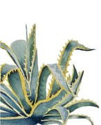 Kinero Cellars - In Vain Old Vine White Central Coast - Label